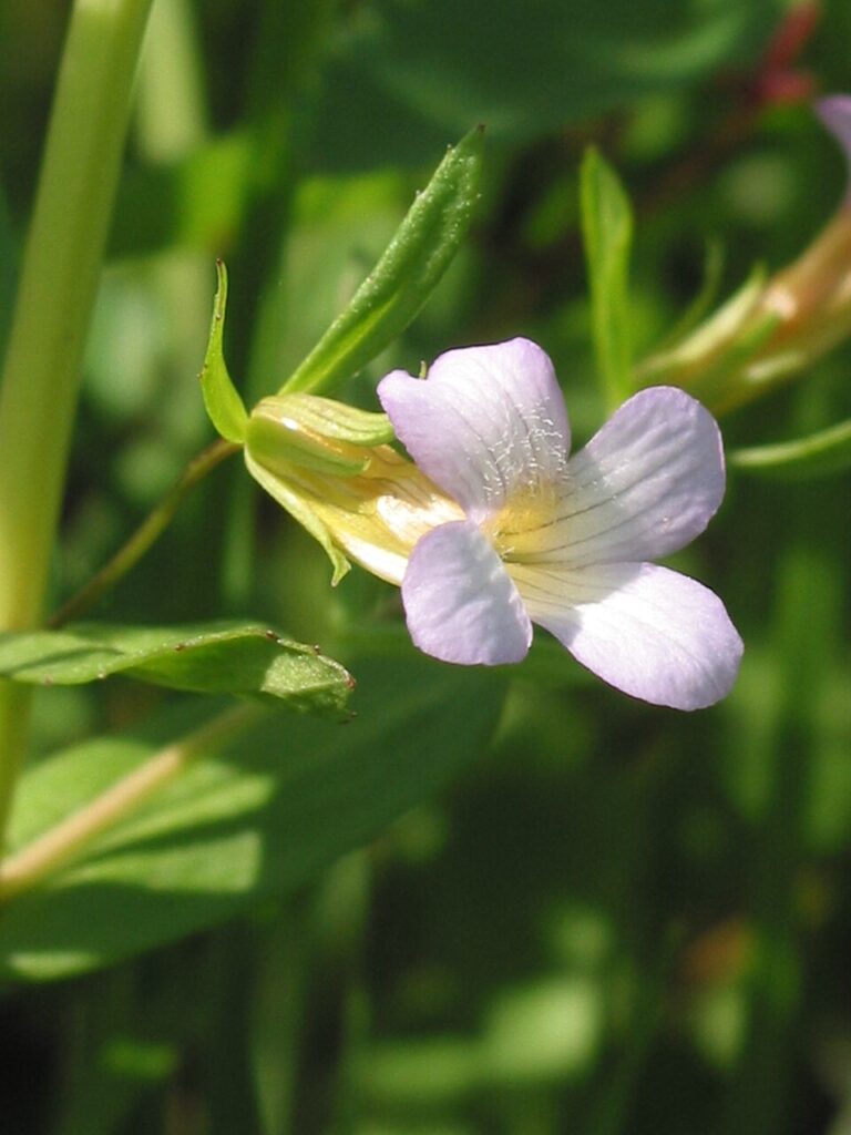 Fiore imbutiforme di graziella, dalla delicata corolla bianca, su sfondo verde di foglie.