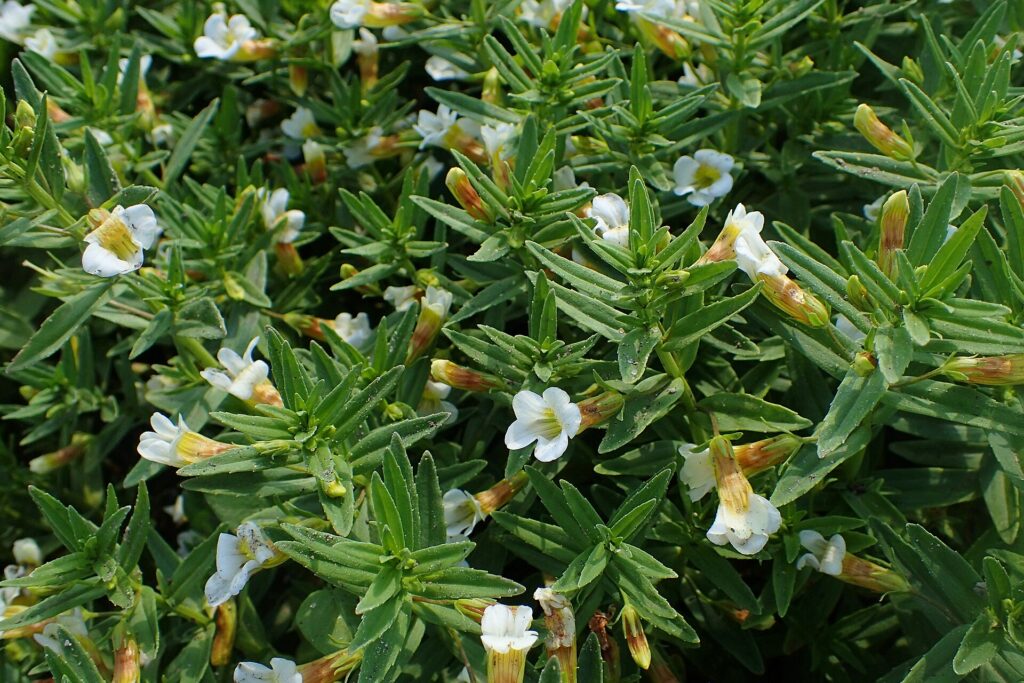 Pianta fiorita con le tipiche foglie verdi lanceolate, a margine dentato.