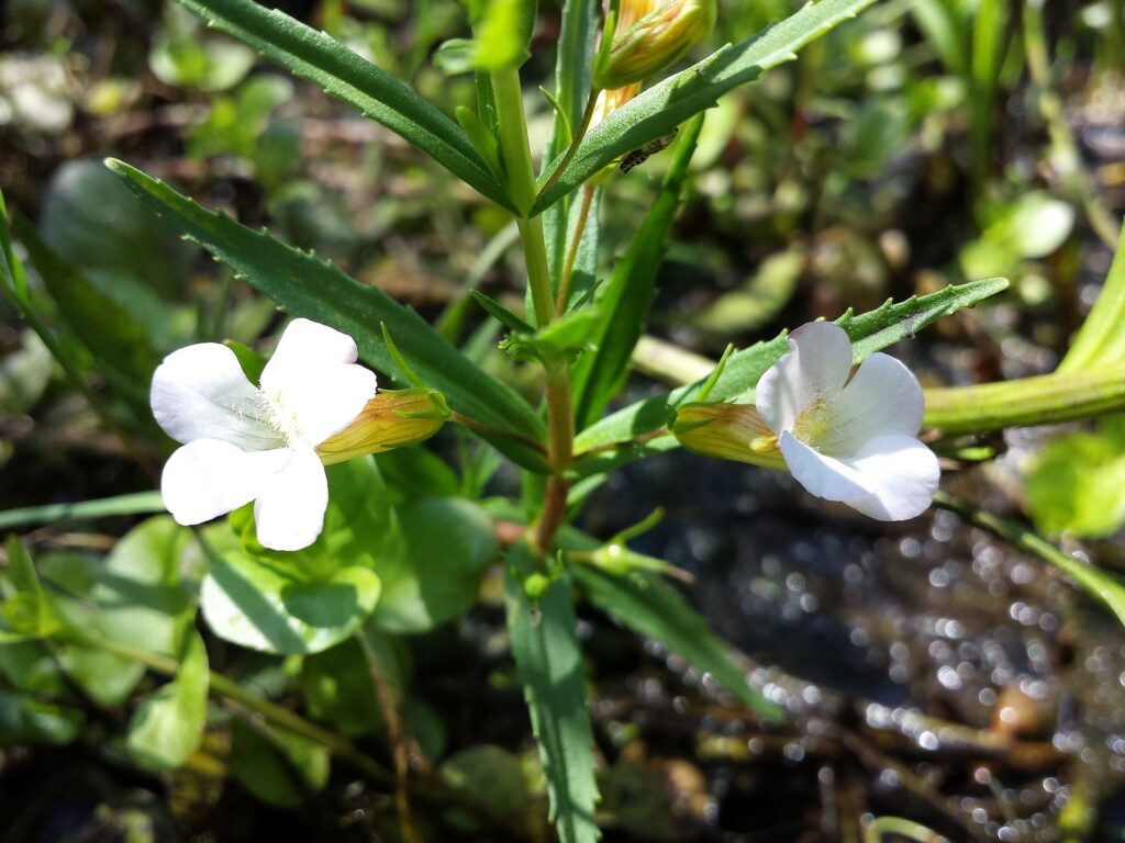 Particolare con due fiori bianchi, da parti opposte sulla stessa pianta.
