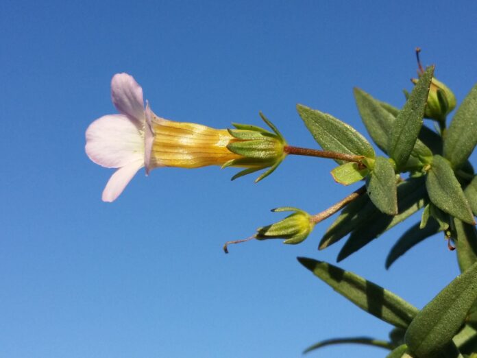 Fiore bianco imbutiforme di graziella, particolare, visto di profilo su cielo azzurro.