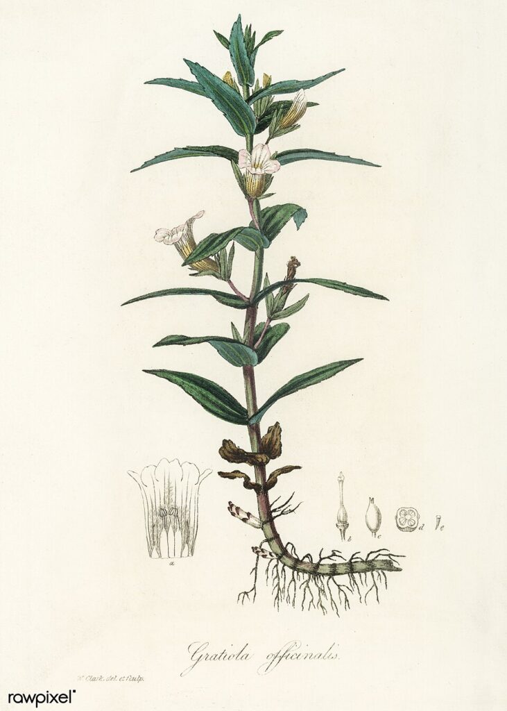 Disegno scientifico della graziella, con radice, fusto, foglie, fiori, frutti e semi.