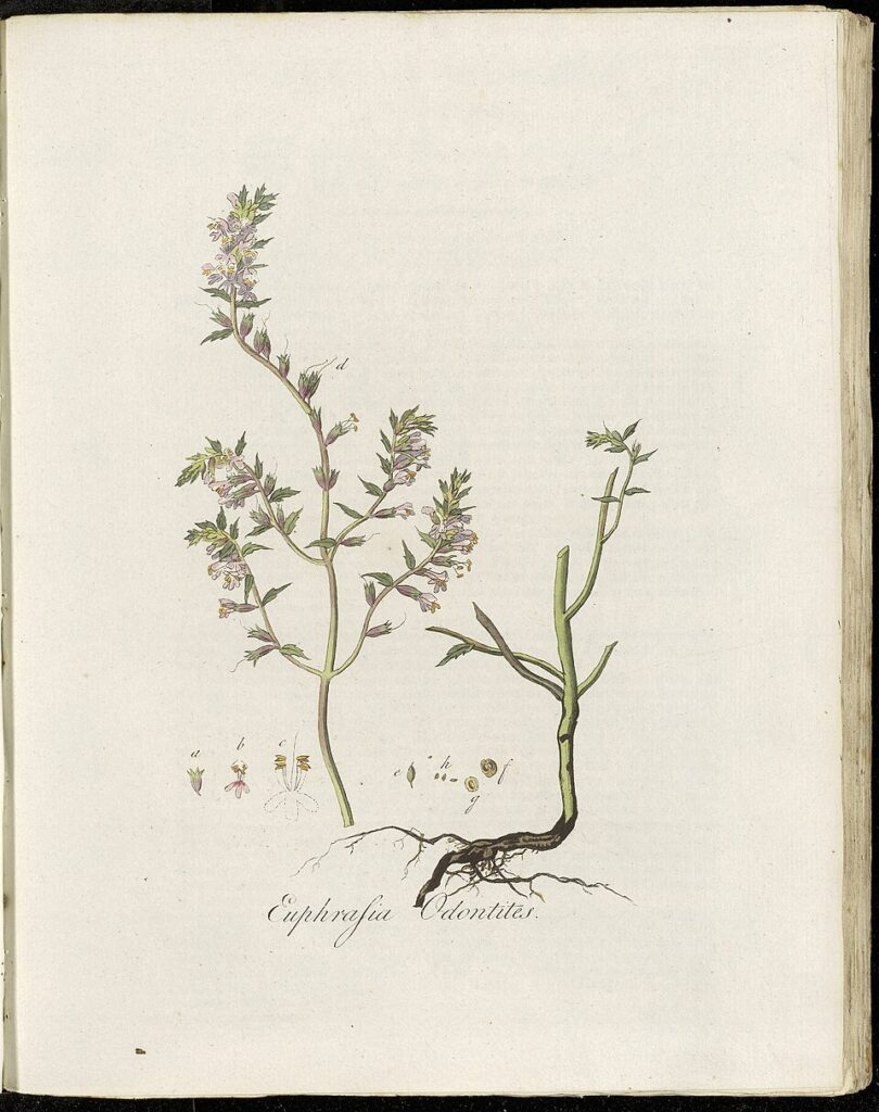 Disegno scientifico con radice, fusto, foglie e infiorescenze a spiga.