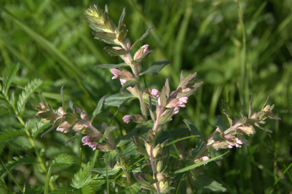 Sommità fiorita di perlina rossa, con fiori zigomorfi, bilabiati e rosacei su sfondo di prato verde.