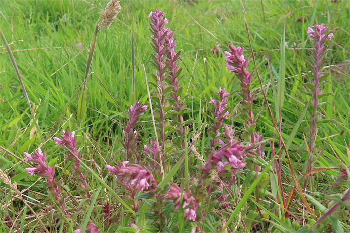 Pianta con infiorescenze a spiga e fiorellini rosa-violacei su sfondo di prato verde.