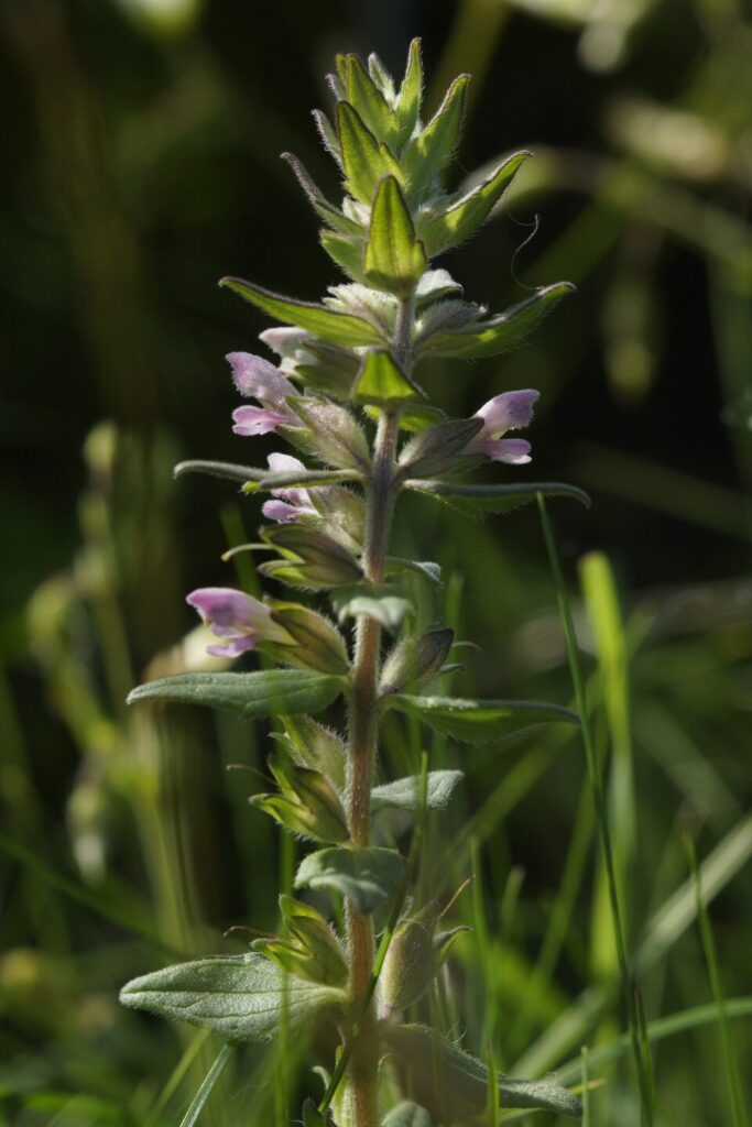 Infiorescenza a spiga fogliosa, con fiori bilabiati dalla corolla rosa-violacea.