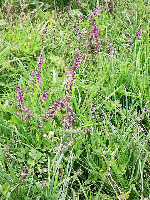 Una pianta di perlina rossa, con infiorescenze rosate, che si distingue poco tra l'erba del prato.