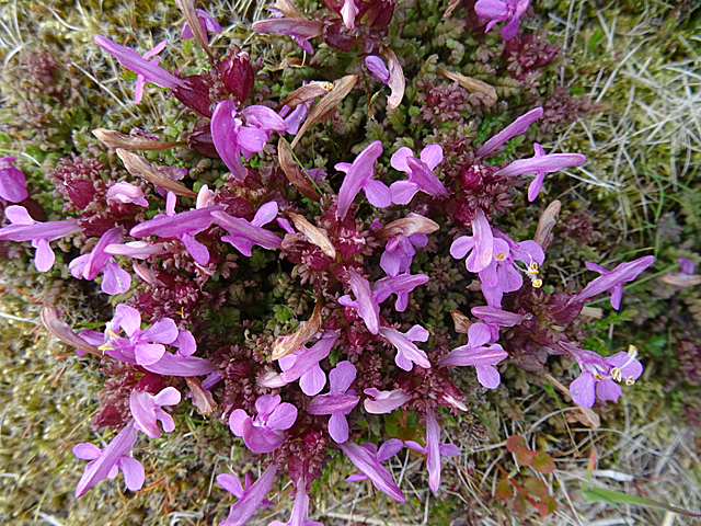 Piccolo cespuglio strisciante di pidocchiara selvatica con molti fiori rosa bilabiati.
