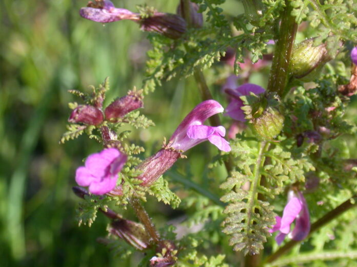 Particolare con fiori rosati e foglie verdi profondamente lobate di pidocchiara palustre.