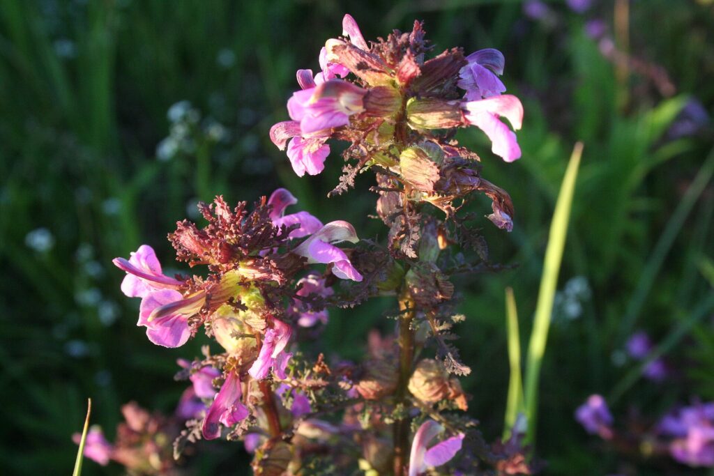 Due scapi fioriferi di pidocchiara palustre, con fiori rosati ben visibili.