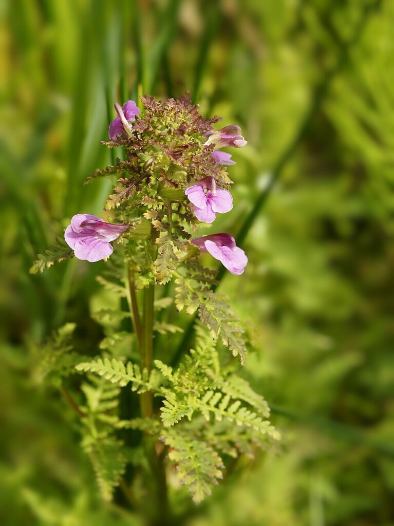 Sommità fiorita di pidocchiara palustre con fiorellini bilabiati rosa e foglie simili a quelle di piccole felci. Lo sfondo è verde di vegetazione.