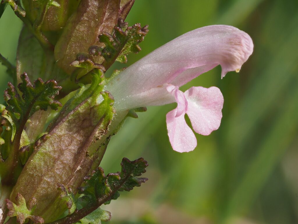 Particolare del fiore con calice verde cilindrico e corolla rosata bilabiata.