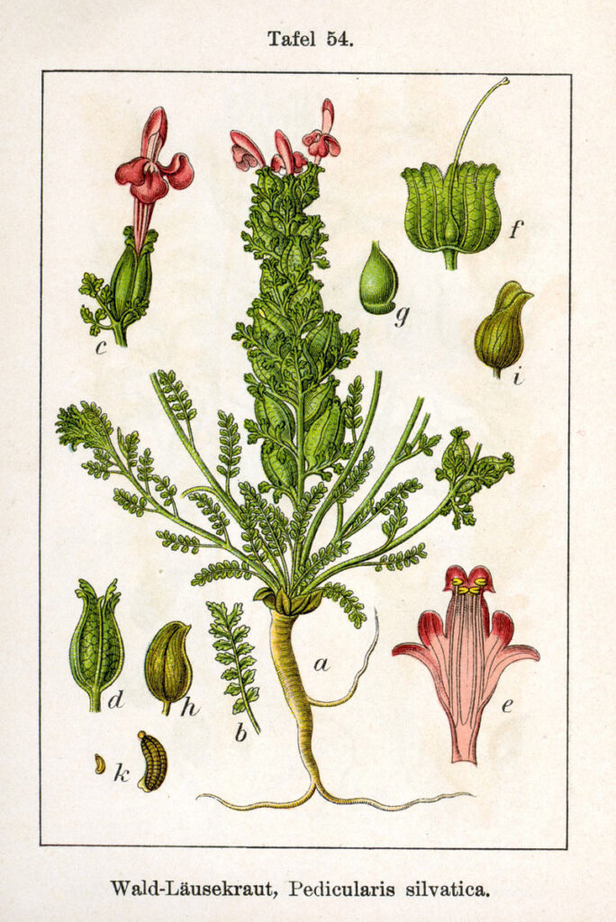 Disegno scientifico con radici, fusto, foglie, fiori, frutti e semi