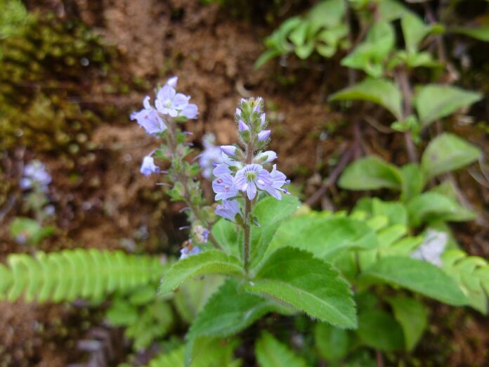 Pianta in primo piano, vista dall'alto, con foglie opposte verdi e infiorescenze a spiga con fiori azzurri. Terreno bruno sullo sfondo.