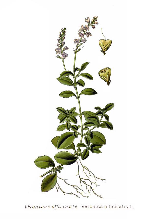 Disegno scientifico con radici, fusto, foglie, fiori e frutti.