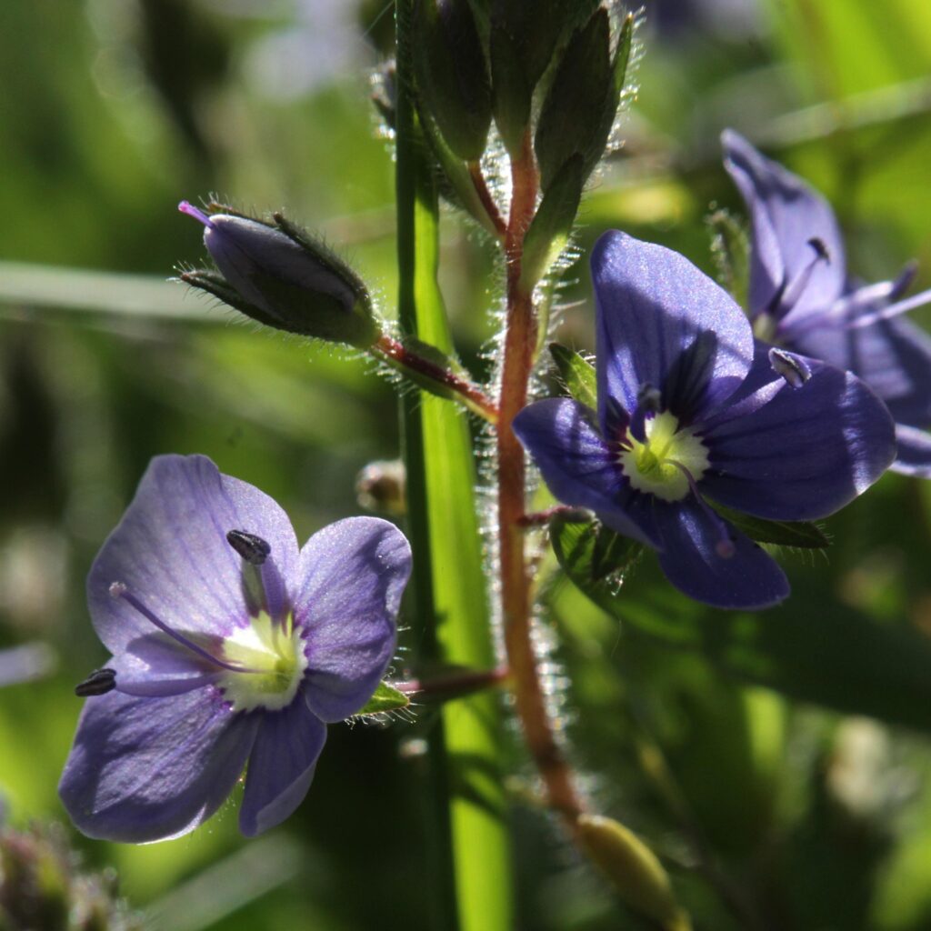 Fiori di veronica in controluce, con corolla zigomorfa a 4 lofi ed evidenti striature scure.