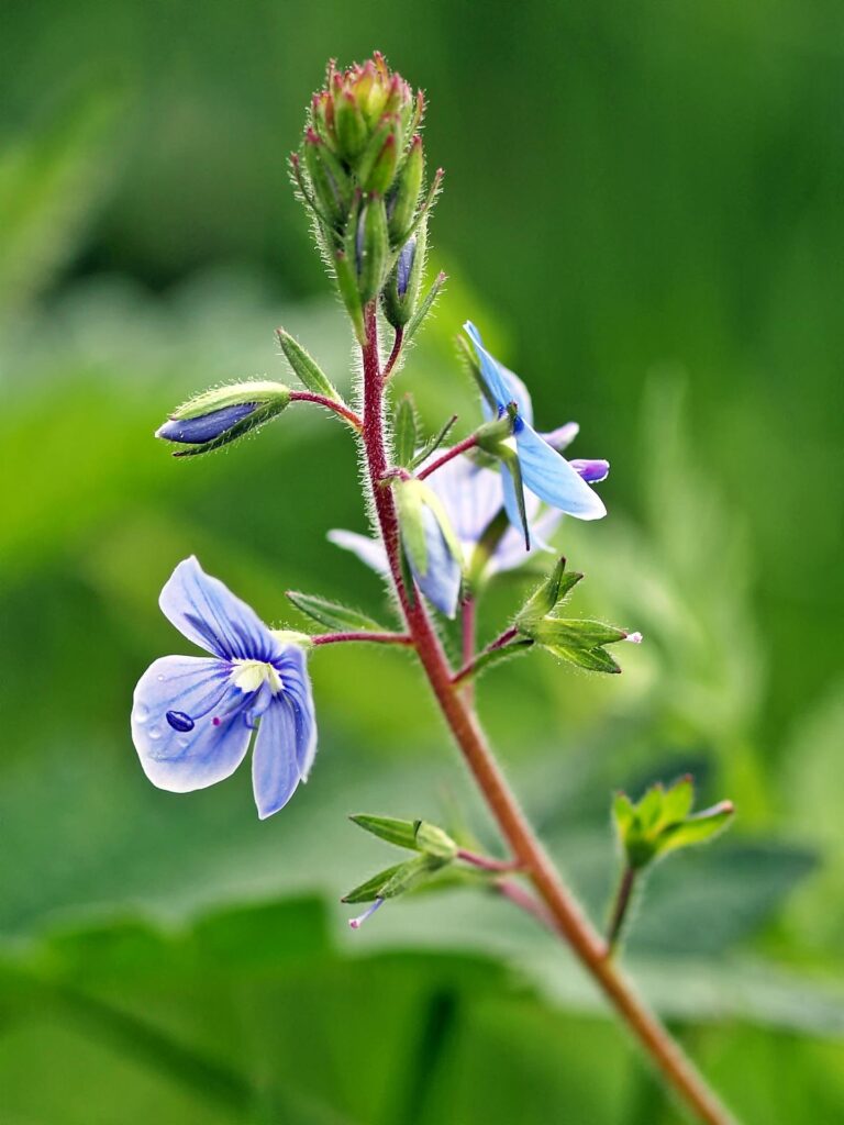 Spiga di veronica, con particolare su 3 fiori azzurri zigomorfi.