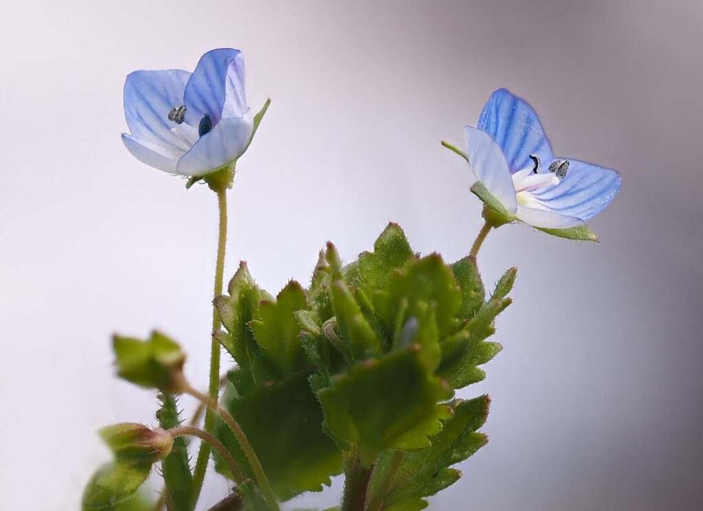 Due fiori azzurri con foglie verdi alla base degli steli.