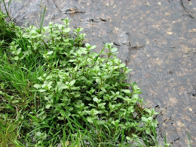 Piante di beccabunga, con tenere foglie verdi, in riva a un corso d'acqua.