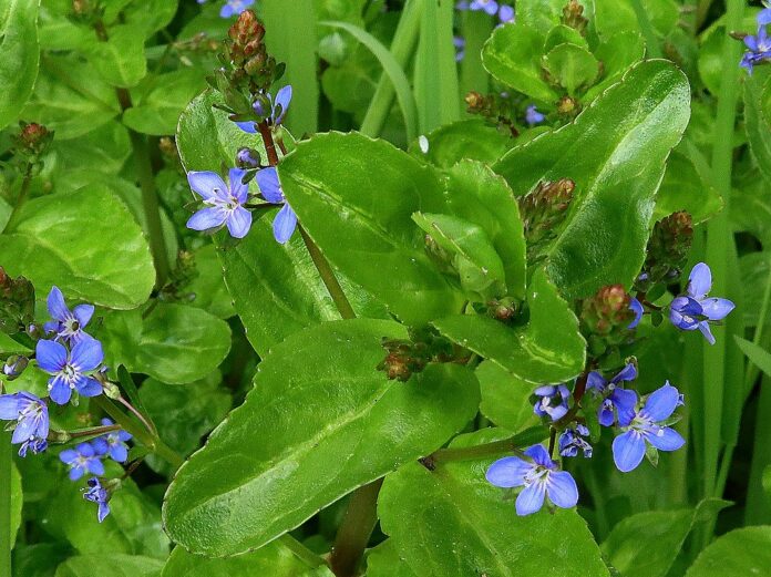 Beccabunga, una nobile decaduta in riva al ruscello - Zetatielle Magazine - Brooklime_(Veronica_beccabunga),_Close_House_-_geograph.org.uk_-_6475064 Beccabunga dai fiori blu con foglie molto lucide e carnose.