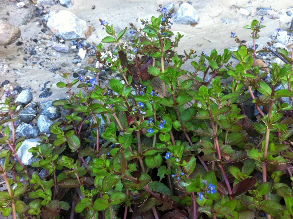 Piante fiorite di beccabunga sulle sponde di un corso d'acqua, con ciottoli grigi e terreno fangoso.