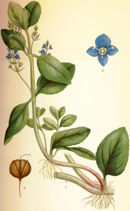 Disegno scientifico con radici, fusto, foglie, fiori e frutto a capsula.