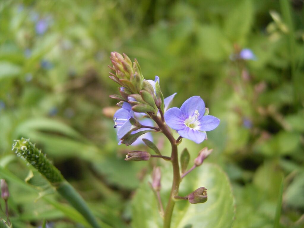 Particolare di un'infiorescenza a spiga con 2 fiori sbocciati blu e altri in bocciolo, su sfondo verde d'erba.