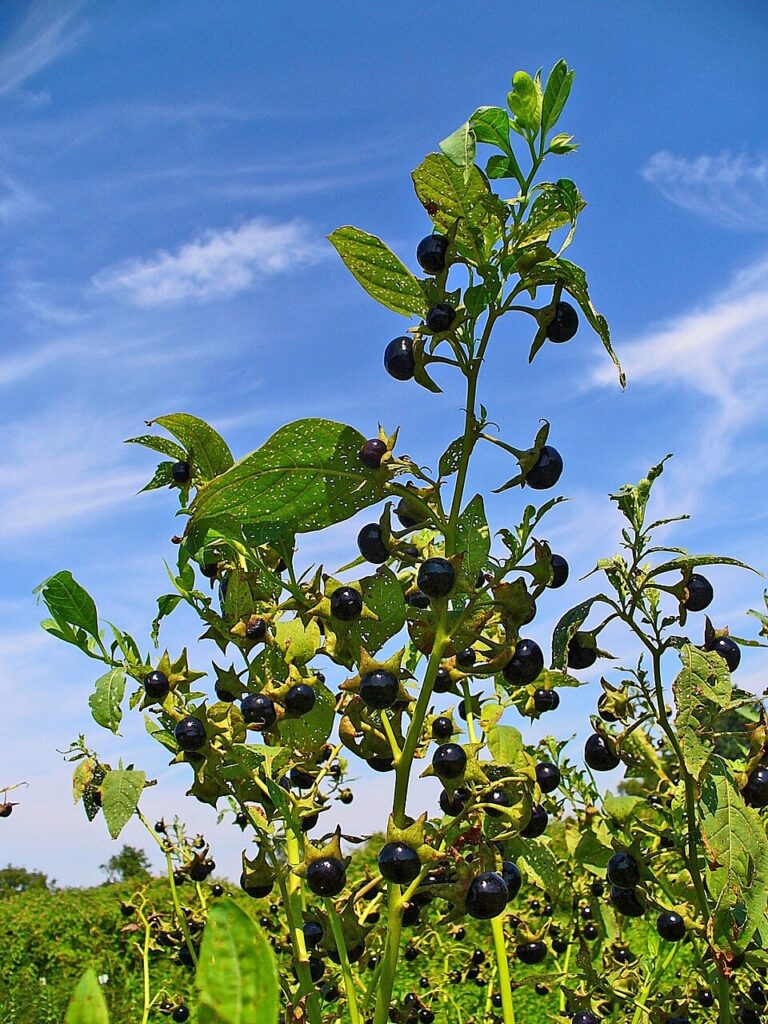 Pianta di belladonna con foglie verdi e bacche nere su cielo azzurro.