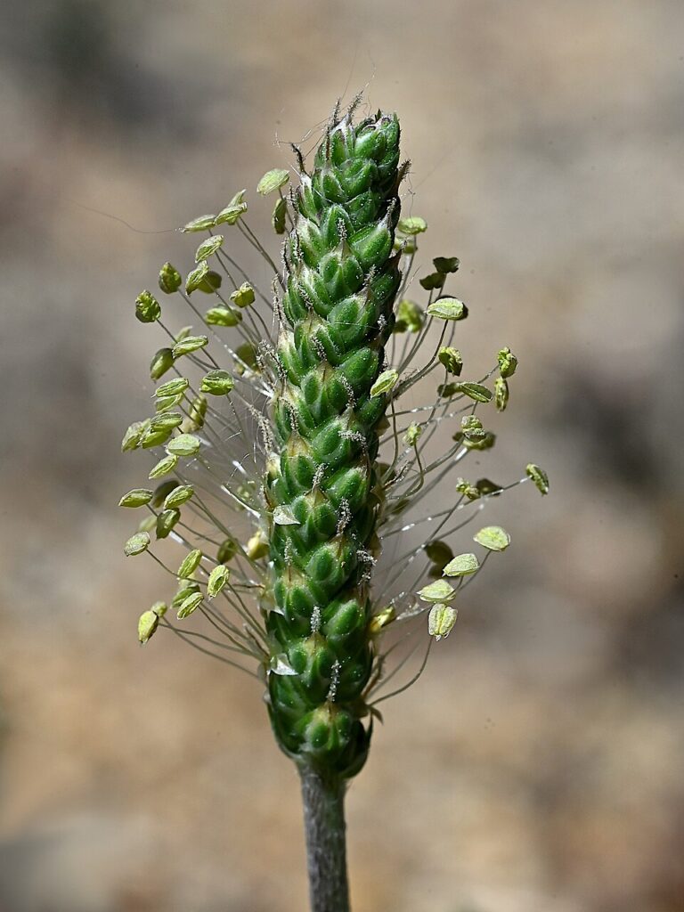 Particolare di infiorescenza a spiga con fiorellini verdi.