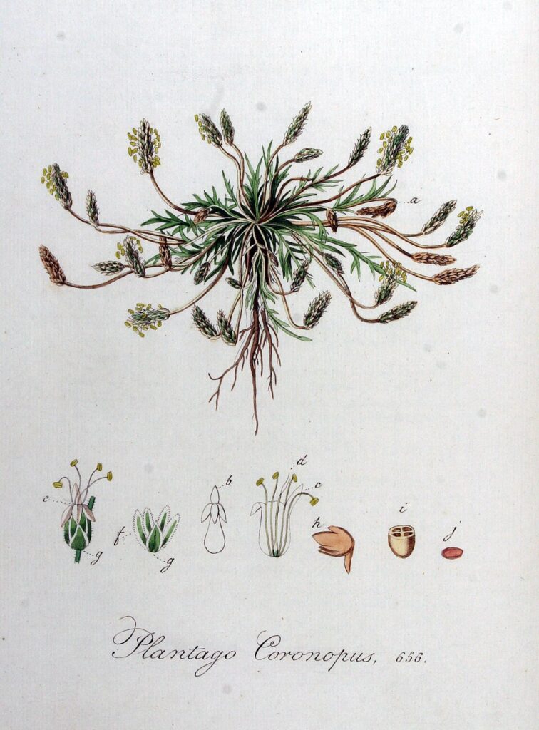 Disegno scientifico di erba stella, con radici, foglie, infiorescenze, fiori e frutti.