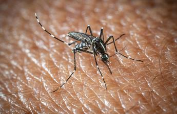 L’Oms lancia l’allarme, il virus West Nile cresce in Europa: 21 casi in Italia