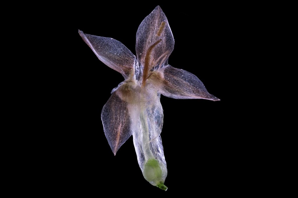 Foto al microscopio del fiore della piantaggine lanceolata su sfondo nero.