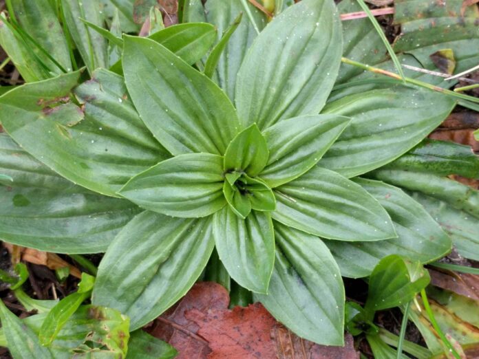 Piantaggine, erba della salute che fa per tre - Zetatielle Magazine - Plantago_lanceolata_109003604 Rosetta basale di foglie verdi, lucide, dalle evidenti nervature parallele.