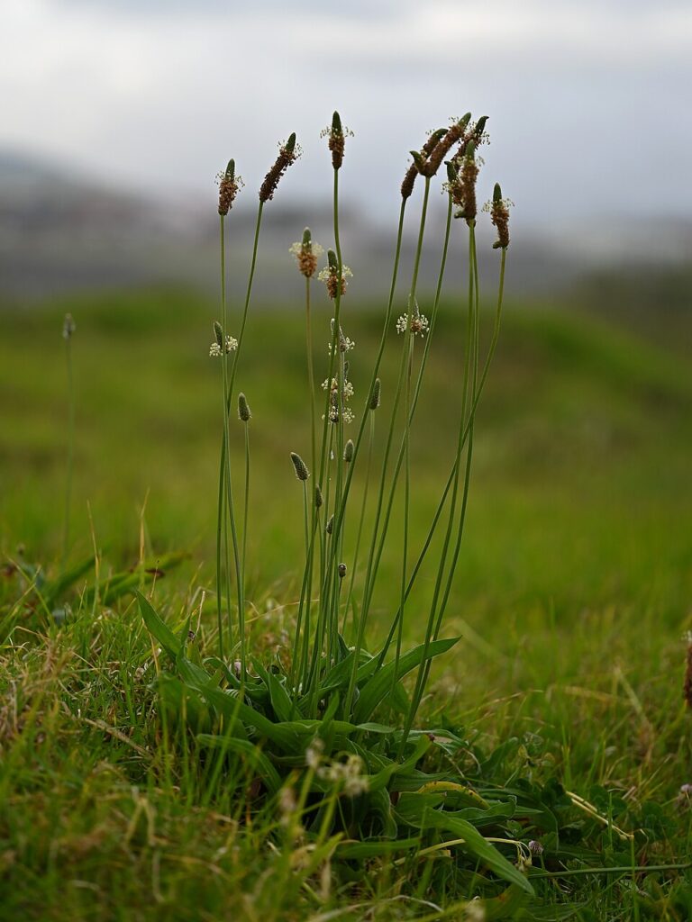 Esemplare di Plantago lanceolata con foglie lanceolate e spighe corte dal lungo fusto, su sfondo di prato verde.