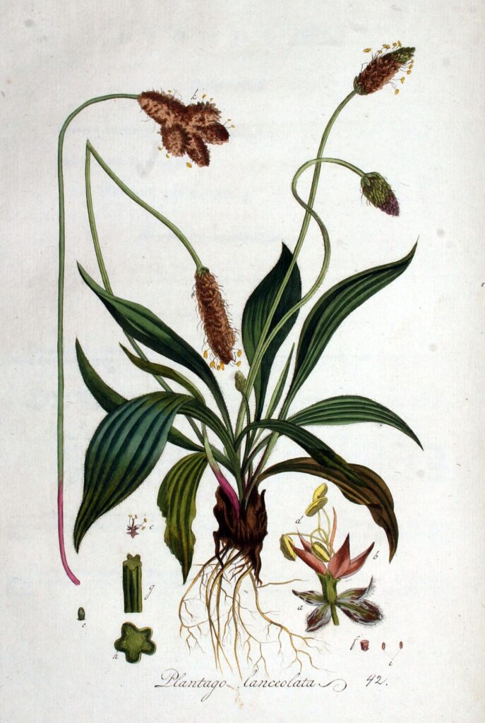 Disegno scientifico della piantaggine lanceolata con radice, foglie, fusto, infiorescenza a spiga e fiore.