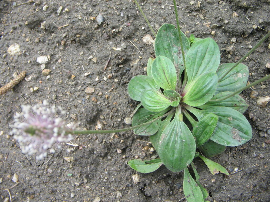 Plantago media vista dall'altro, con rosetta basale di foglie ovali e spiga in primo piano.
