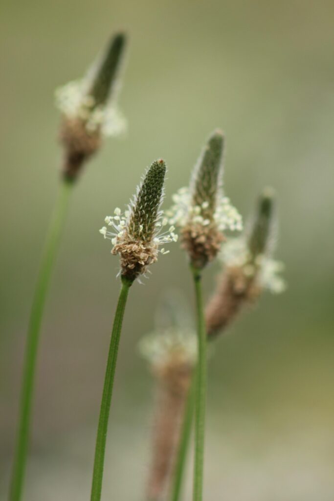 Quattro infiorescenze a spiga con fiorellini bianchi, tipiche delle Plantaginacee