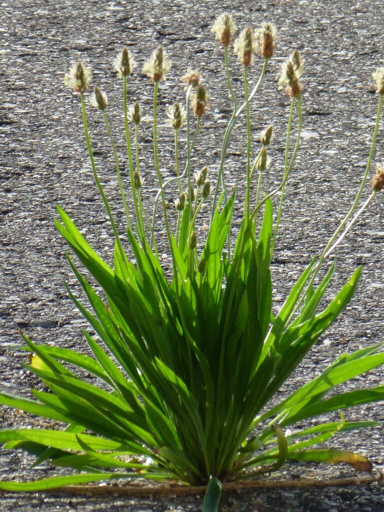 Un esemplare fiorito di Plantago lanceolata, tipica specie delle Plantaginacee