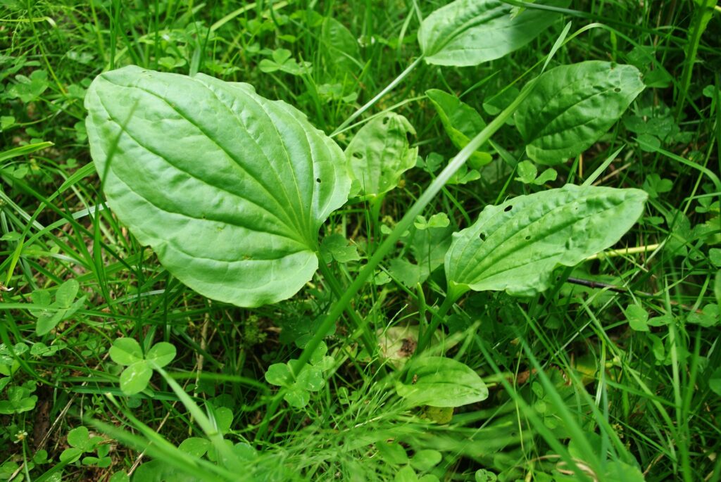 Foglie verdi ovali di piantaggine in un prato