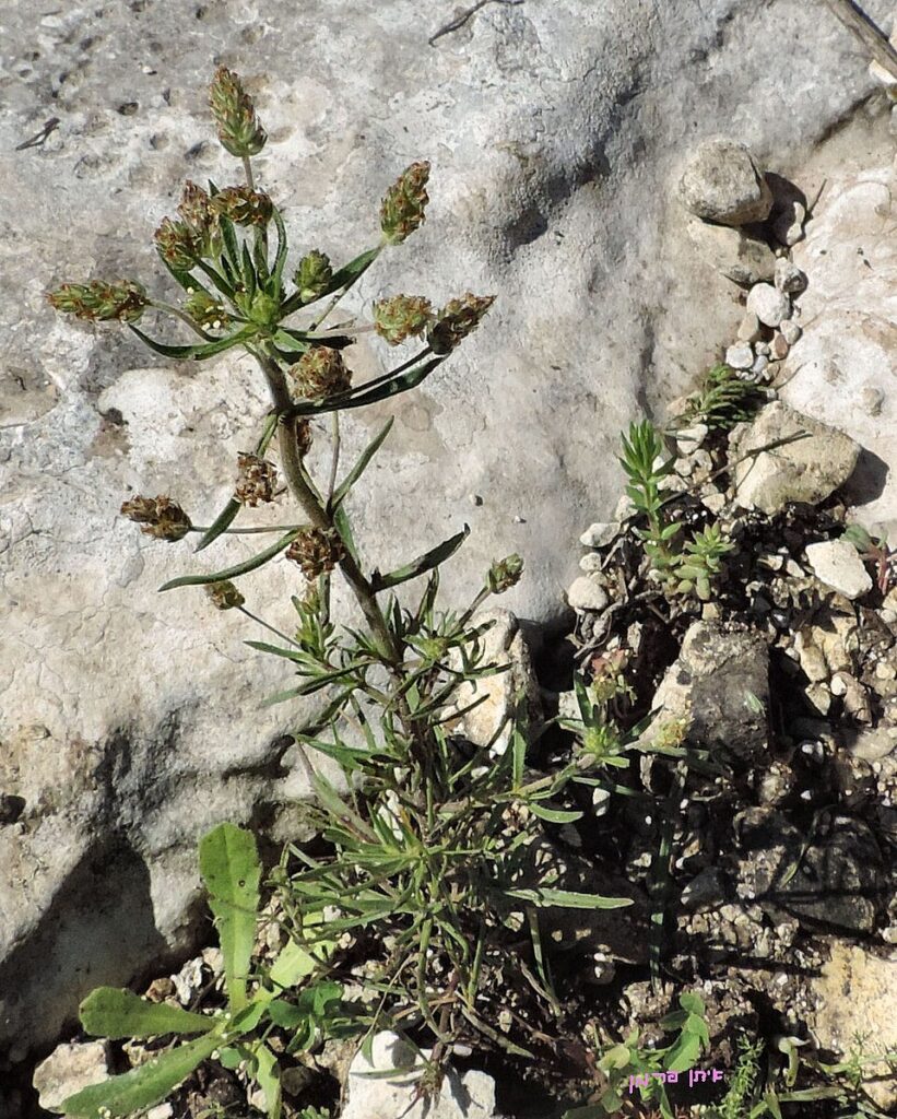 Pianta verde di psillio con infiorescenze a capolino su terreno arido.