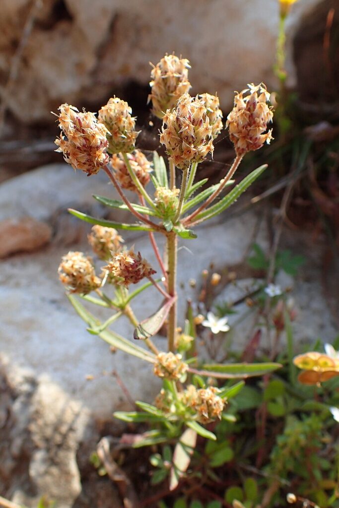 Sommità fiorita di psillio con capolini di piccoli fiori biancastri. Sfondo pietroso grigio.