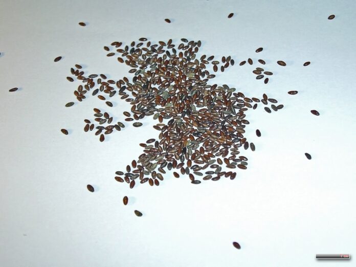Spice, Tea, Drugs; all parched / dried Molti semi bruni ammassati su superficie bianca.