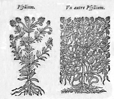 Disegno scientifico in bianco e nero, tratto da un erbario antico, con radici, fusto, foglie e infiorescenze.