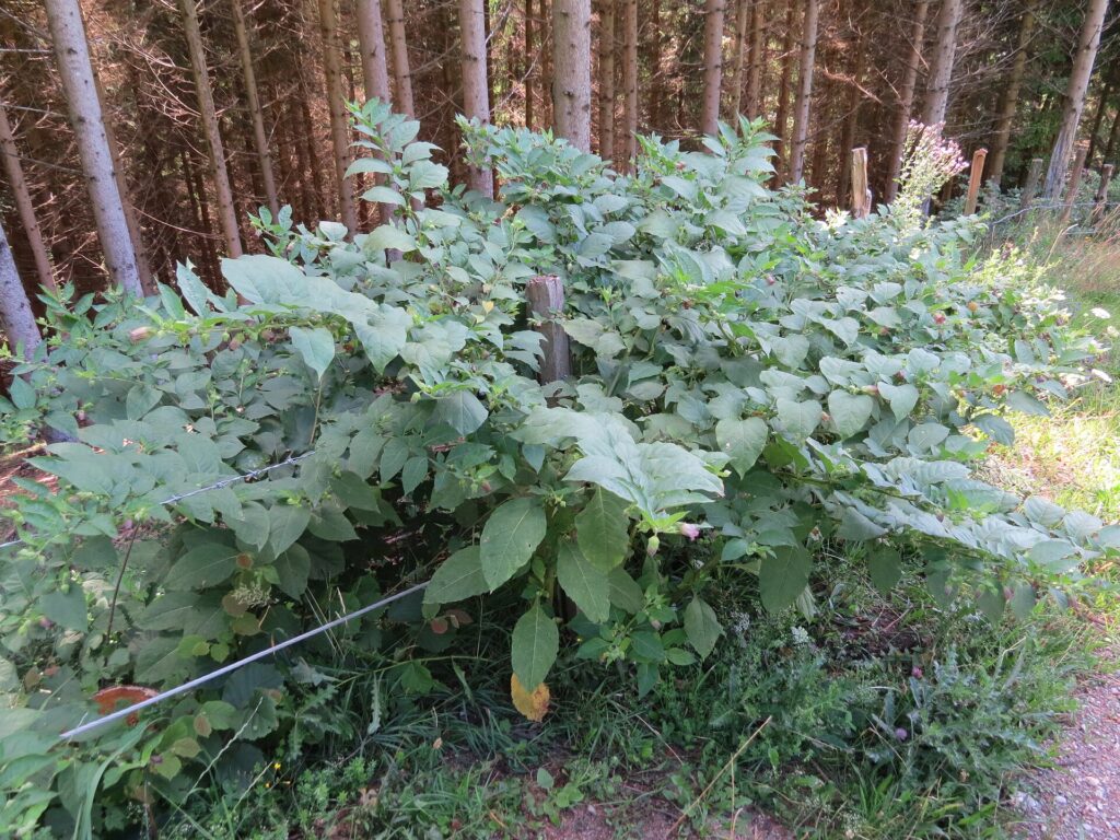 Esemplare molto foglioso di belladonna che si allarga davanti ai tronchi di un bosco.