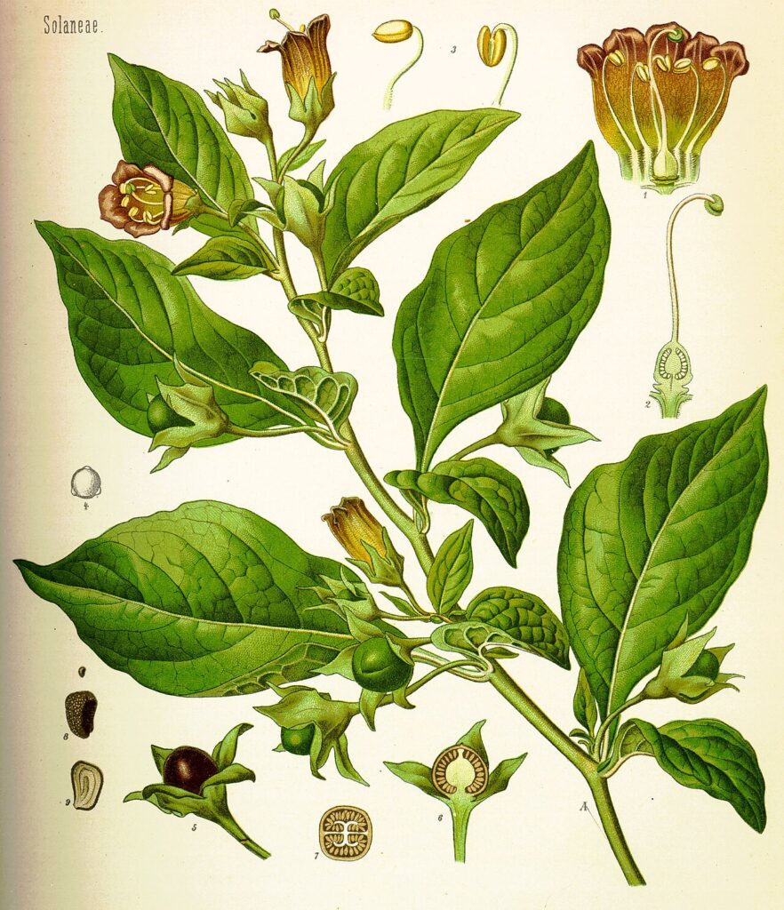 Disegno scientifico con fusto, foglie, fiori e frutti.