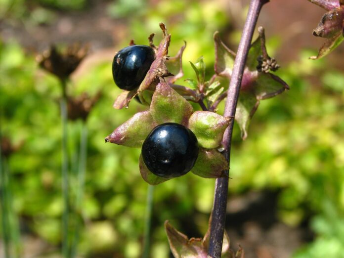 Belladonna, che avvelena lo sguardo e recide la vita - Zetatielle Magazine - Atropa_belladonna_Pokrzyk_wilcza_jagoda_2013-08-11_02 Un paio di bacche nere in primo piano, attaccate alla caratteristica stella verde dei sepali.