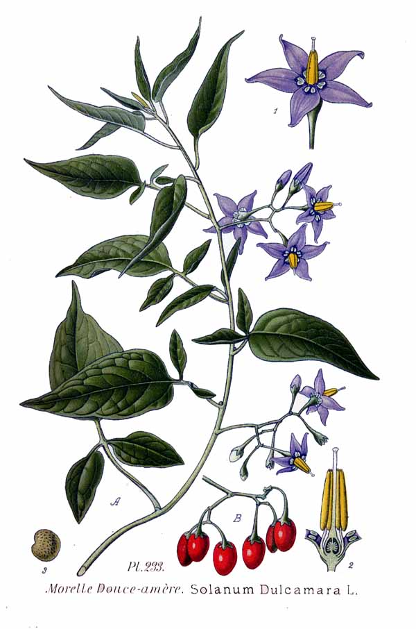 Disegno scientifico con fusto, foglie, fiori, frutti e seme.