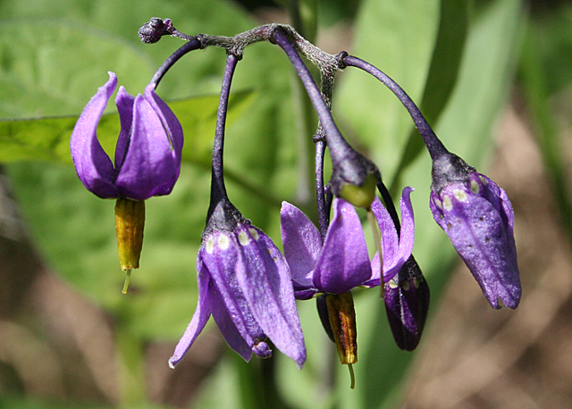 Corimbo fiorito di dulcamara con fiori viola che pendono verso il basso. Sfondo verde e indistinto di ambiente naturale.