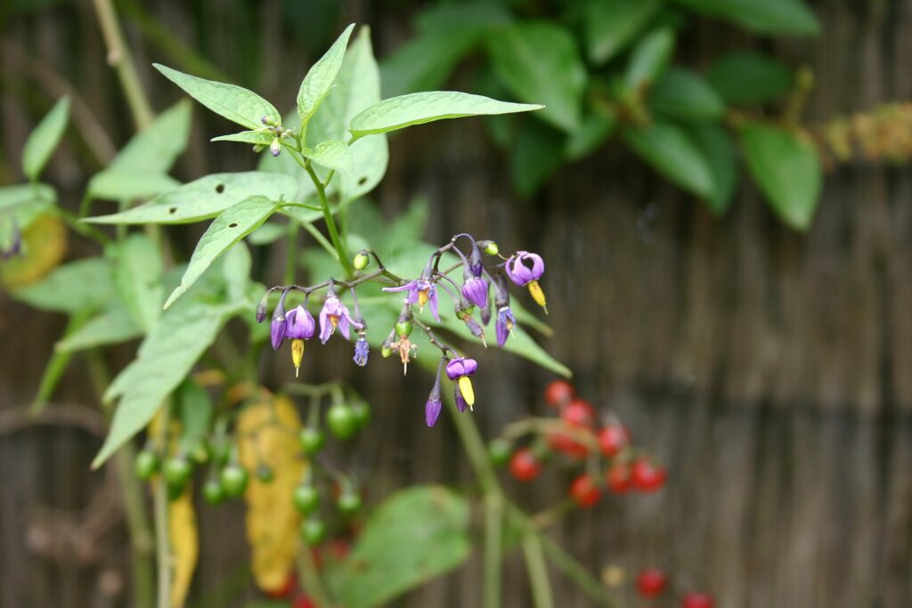 Pianta fiorita con corolle viola e foglie verdi. Sullo sfondo, bacche verdi e rosse di altri esemplari rampicanti.