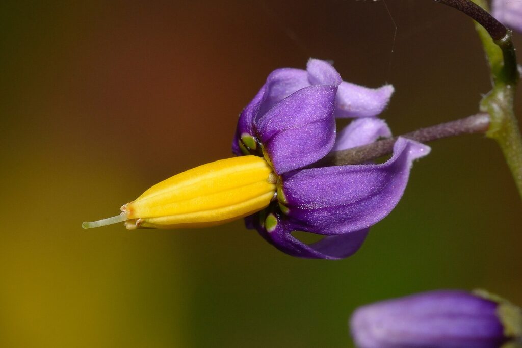 Fiore di dulcamara con i petali viola e gli stami ravvicinati gialli, fotografato di profilo su sfondo indistinto bruno-verde.