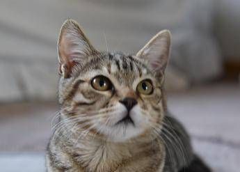Il ritorno che nessuno immaginava: dopo 10 anni, il gatto Charlie riappare nel giorno del compleanno della sua padrona